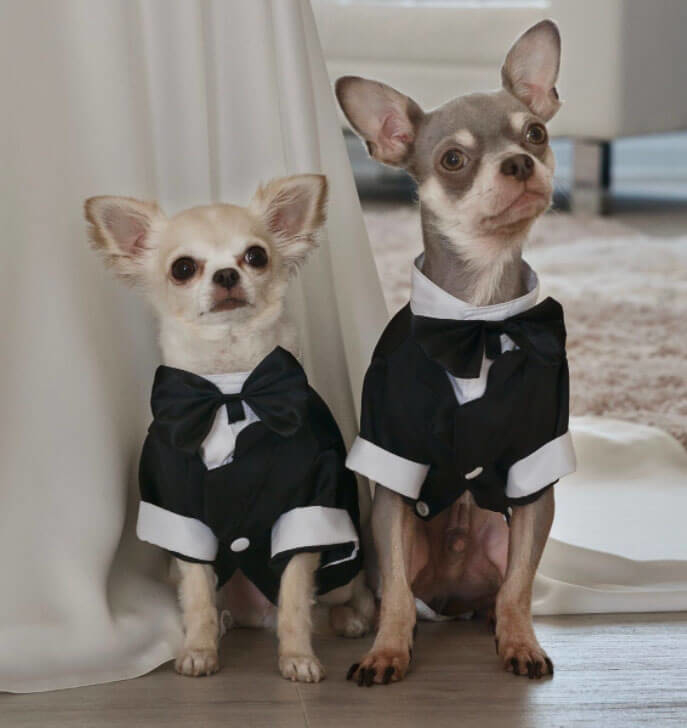 Pets wearing a black suits